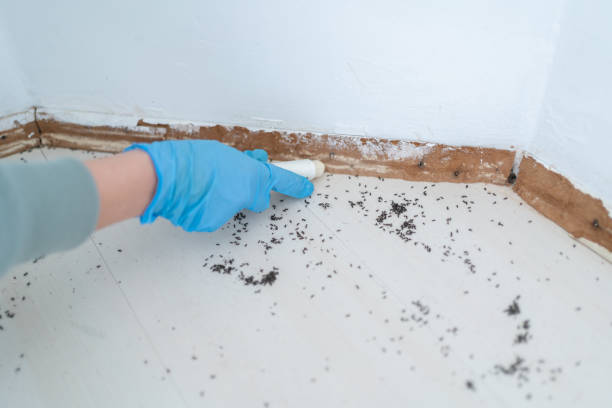 Best Termite Control Services  in , VT